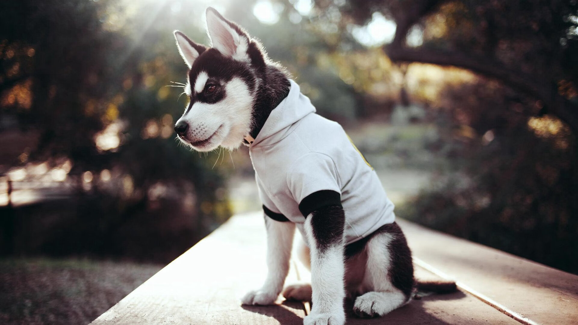 开云体育官方下载-2024年德国队表现：如何在世界杯上展现高水平，德国队14年