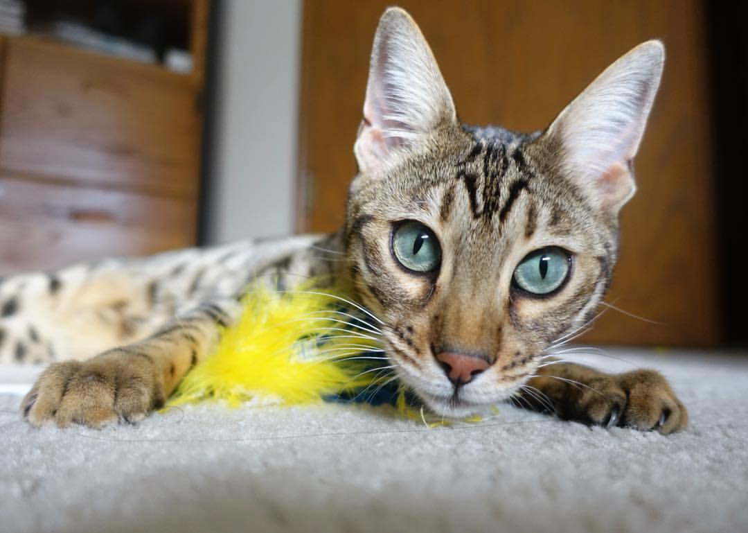 Kering-四国蝶泳起跳角度数据首次对比，蝶泳跳水出发  第2张