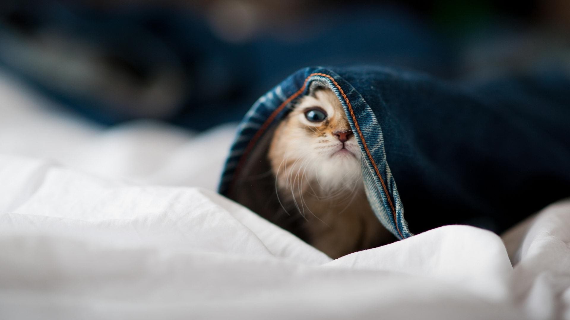 kaiyun开云·官方网站-拜仁中场站位流动性强，持续拉扯防线，拜仁 中场