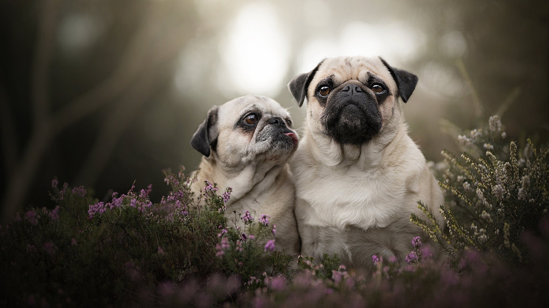 开云体育平台-中国篮球试点人工智能评估系统优化球员测评，篮球技术网站